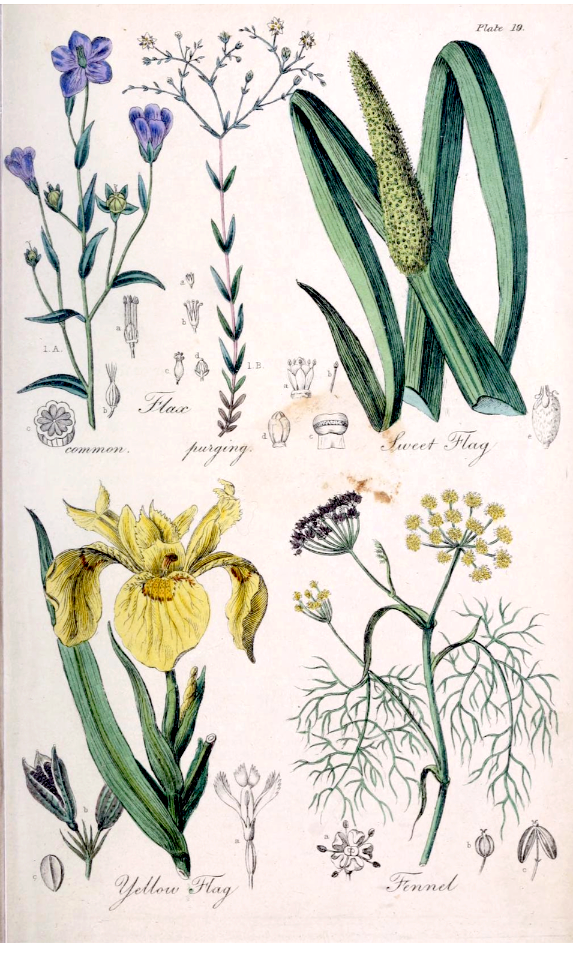 Common Flax (Linum usitatissimum), Purging (Linum catharticum), Sweet Flag (Acorus calamus), Yellow Flag (Iris pseudacorus), and Fennel (Foeniculum vulgare).