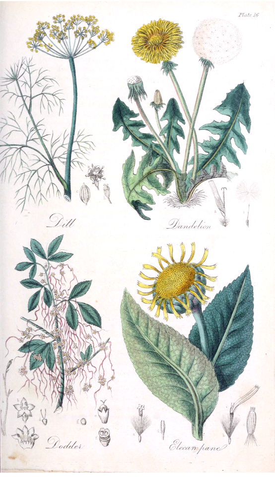 Dill (Anethum graveolens), Dandelion (Taraxacum campylodes), Dodder (Cuscuta europaea), and Elecampanel ( Filipendula vulgaris). The British flora medica...(1838))