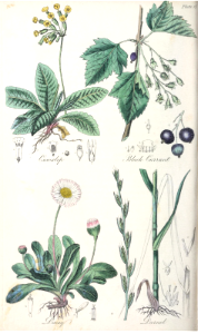 Cowslip (Primula veris), Black Currant (Ribes nigrum), Daisy (Bellis perennis), and Darnel (Lolium temulentum).. Free illustration for personal and commercial use.