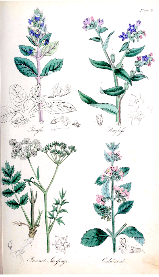 Bugle (Ajuga reptans),  Bugloss (Anchusa officinalis), Burnet Saxifrage (Pimpinella saxifraga ), and Calamint (Clinopodium nepeta subsp. glandulosum).