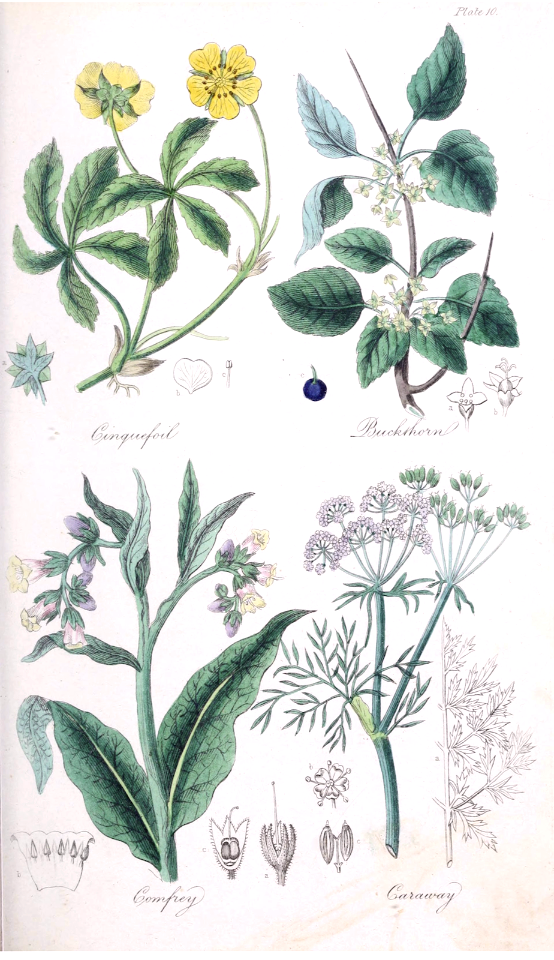Cinquefoil (Potentilla reptans), Buckthorn (Rhamnus cathartica), Comfrey (Symphytum officinale), and Caraway (Carum carvi).
