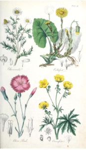Chamomile (Chamaemelum nobile), Coltsfoot (Tussilago farfara), Clove Pink, Gilliflower (Dianthus caryophyllus), and Crowfoot (Ranunculus acris).. Free illustration for personal and commercial use.