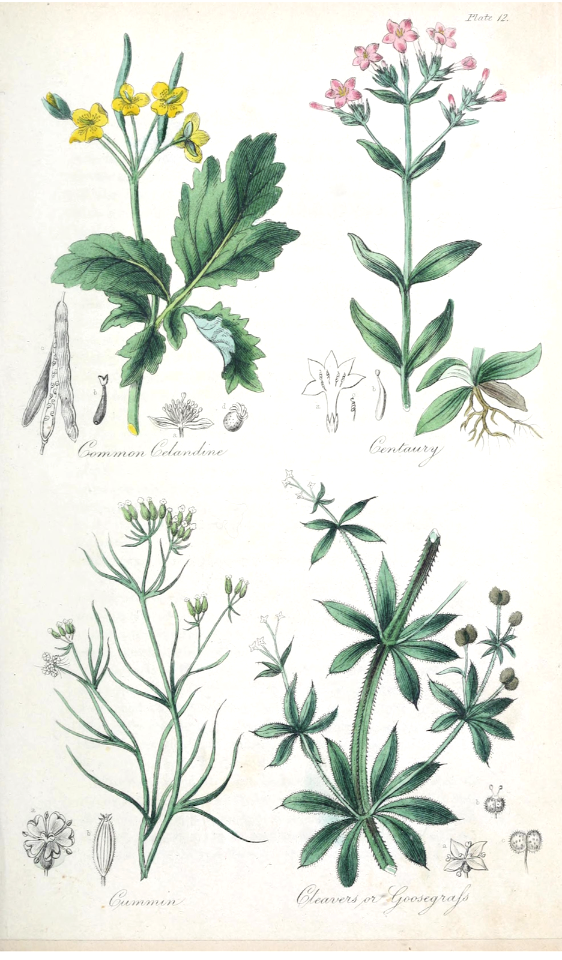 Common Celandine (Chelidonium majus), Centaury (Centaurium erythraea), Cummin (Cuminum cyminum), and Cleavers, Goosegrass (Galium aparine).