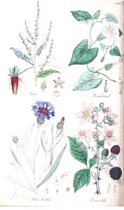 Beet (Beta vulgaris), Bindweed (Calystegia sepium), Blue-bottle (Cyanus segetum), and Bramble, Blackberry (Rubus fruticosus).. Free illustration for personal and commercial use.