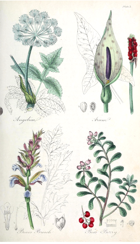 Angelica (Angelica archangelica), Arum (Arum maculatum), Bear's Breech [as Bear's Breach] (Acanthus mollis), and Bear Berry,  kinnikinnick, pinemat manzanita  (Arctostaphylos uva-ursi ).