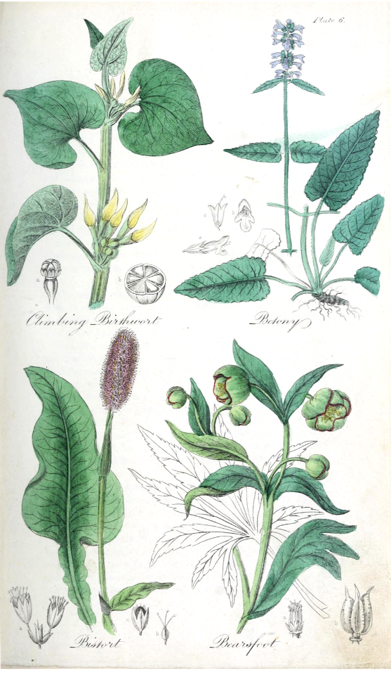 Climbing Birthwort (Aristolochia clematitis), Betony (Stachys officinalis), Bistort (Polygonurn Bistorta), and Bearsfoot (Helleborus foetidus).