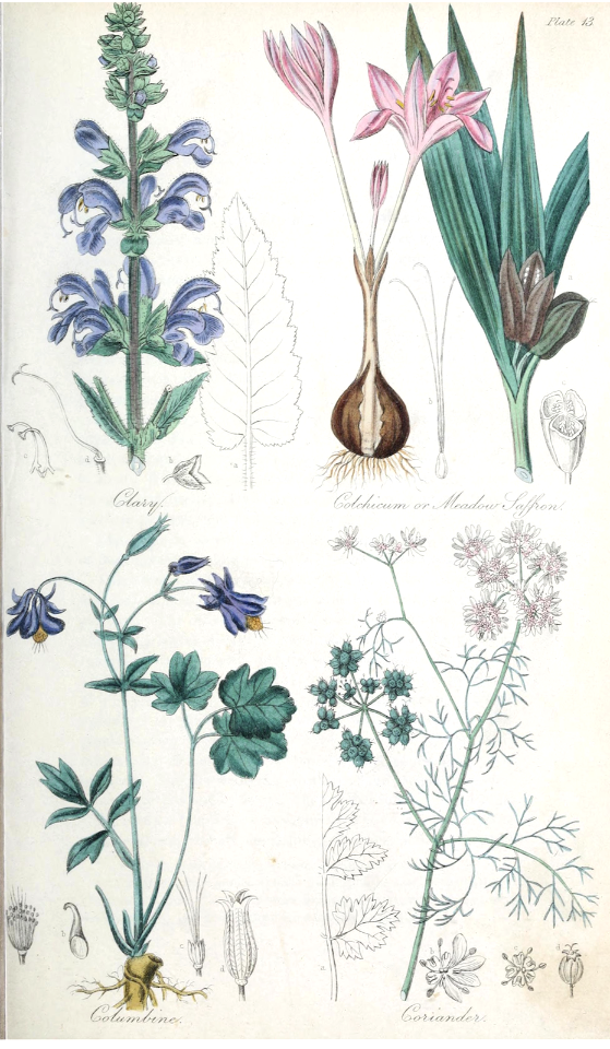 Clary (Salvia sclarea), Meadow Saffron (Colchicum autumnale ), Columbine (Aquilegia vulgaris), and Coriander (Coriandrum sativum).