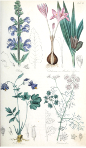 Clary (Salvia sclarea), Meadow Saffron (Colchicum autumnale ), Columbine (Aquilegia vulgaris), and Coriander (Coriandrum sativum).