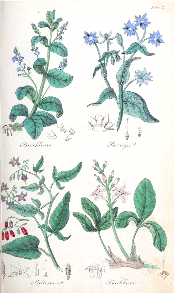 Bittersweet (Solanum dulcamara), Buckbean (Menyanthes trifoliata), Brooklime (Veronica beccabunga), and Borage (Borago officinalis).. Free illustration for personal and commercial use.