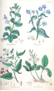 Bittersweet (Solanum dulcamara), Buckbean (Menyanthes trifoliata), Brooklime (Veronica beccabunga), and Borage (Borago officinalis).. Free illustration for personal and commercial use.