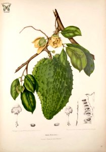 Prickly custard apple, soursop. Annona muricata. Fleurs, fruits et feuillages choisis de l'ille de Java -peints d'après nature par Berthe Hoola van Nooten (1880). Free illustration for personal and commercial use.