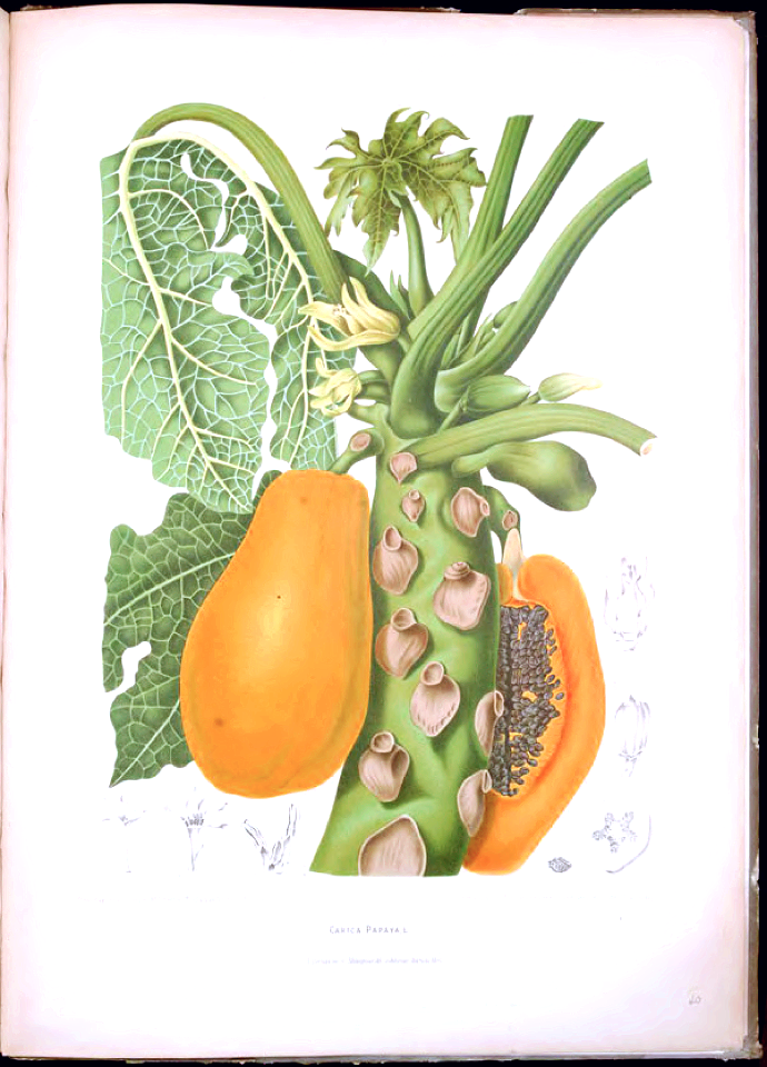 Papaya, Fruta bomba, paw paw. Carica papaya.  Fleurs, fruits et feuillages choisis de l'ille de Java -peints d'après nature par Berthe Hoola van Nooten (1880)