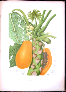 Papaya, Fruta bomba, paw paw. Carica papaya. Fleurs, fruits et feuillages choisis de l'ille de Java -peints d'après nature par Berthe Hoola van Nooten (1880). Free illustration for personal and commercial use.