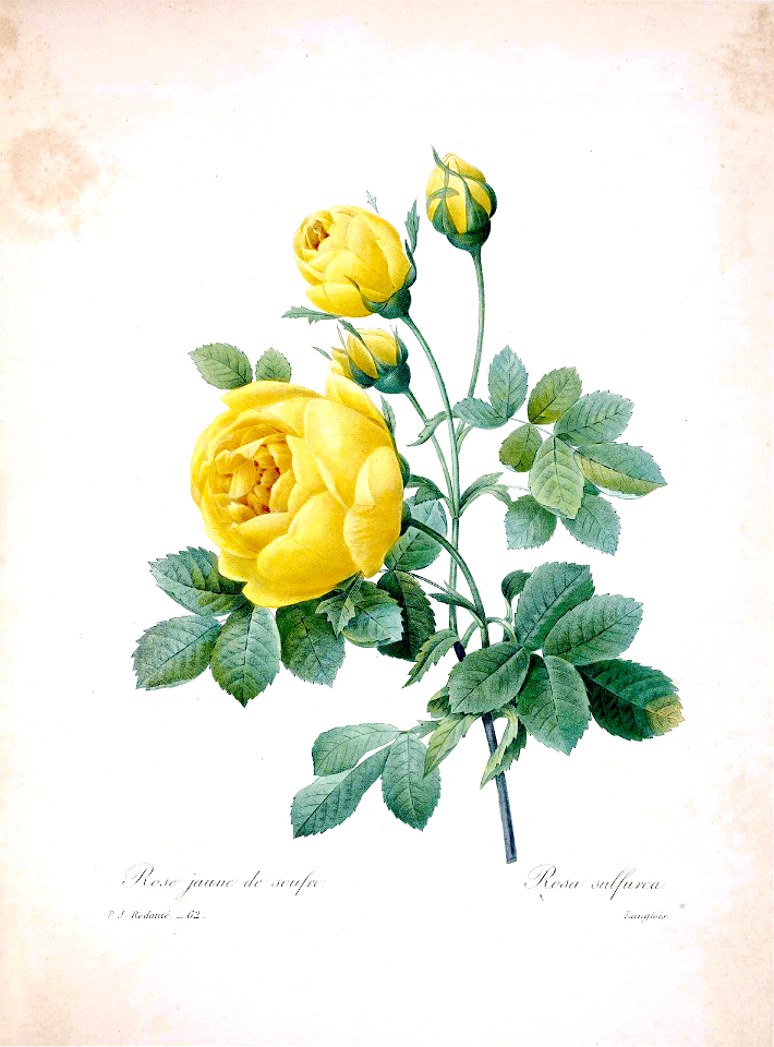 Thory' Rose, Yellow Rose. Rosa sulfurea. Rose Juane de soufre. Choix des plus belles Find fleurs -et des plus beaux fruits par P.J. Redouté. (1833)