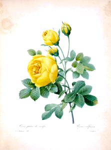 Thory' Rose, Yellow Rose. Rosa sulfurea. Rose Juane de soufre. Choix des plus belles Find fleurs -et des plus beaux fruits par P.J. Redouté. (1833). Free illustration for personal and commercial use.