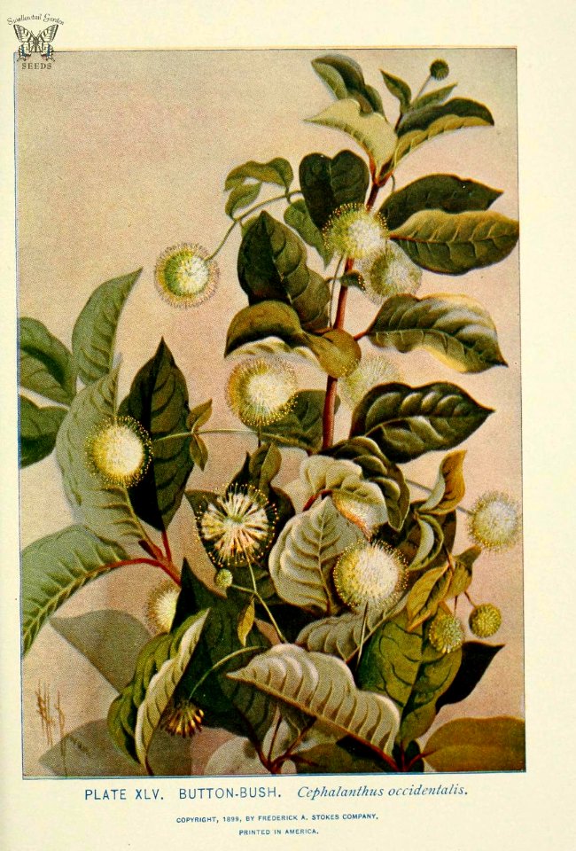 Buttonwillow. (Cephalanthus occidentalis). A riparian shrub native to the western US with clusters of fluffy pincushion white flowers.  A guide to the wild flowers, by Alice Lounsberry (1899)
