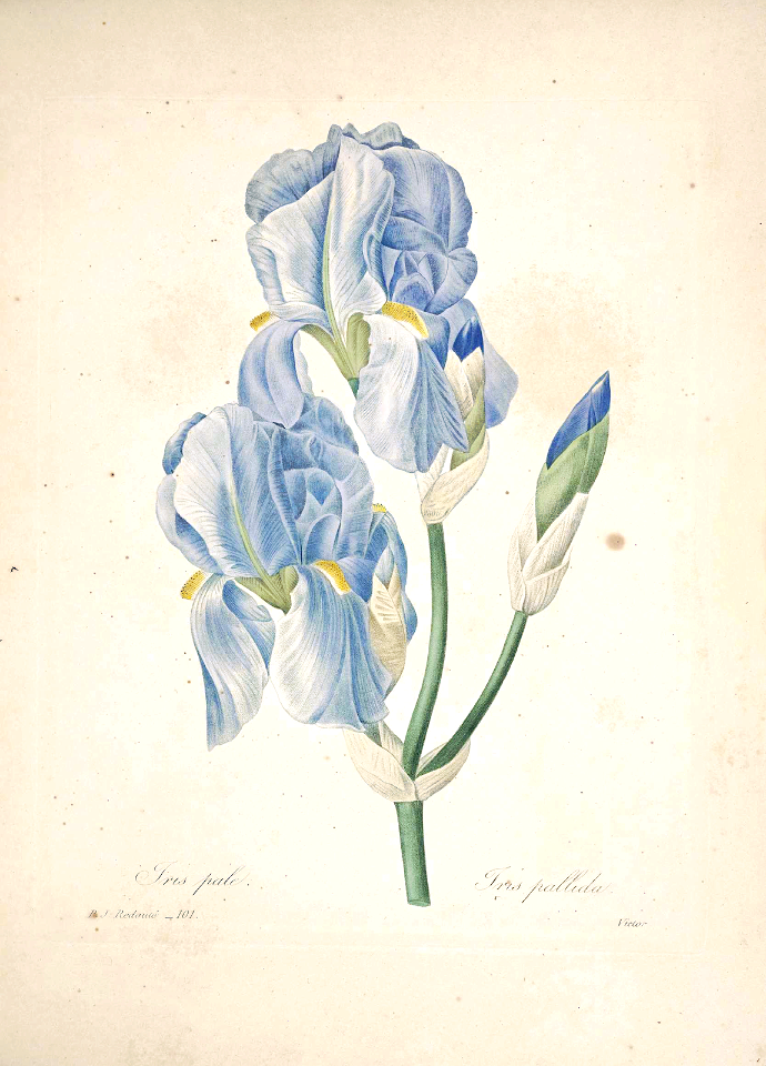 Sweet Iris. Iris pallida. Flowers with the strongest fragrance of all Iris. Smells just like grape soda! Light bluish-purple petals with contrasting yellow falls. Choix des plus belles Find fleurs -et des plus beaux fruits par P.J. Redouté. (1833)