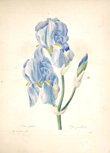 Sweet Iris. Iris pallida. Flowers with the strongest fragrance of all Iris. Smells just like grape soda! Light bluish-purple petals with contrasting yellow falls. Choix des plus belles Find fleurs -et des plus beaux fruits par P.J. Redouté. (1833)