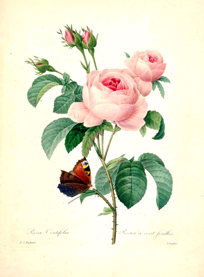 Provence rose, Cabbage rose, rose of one hundred petals. Rosa centifolia. Choix des plus belles fleurs -et des plus beaux fruits par P.J. Redouté. (1833)