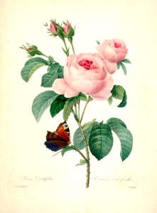 Provence rose, Cabbage rose, rose of one hundred petals. Rosa centifolia. Choix des plus belles fleurs -et des plus beaux fruits par P.J. Redouté. (1833)