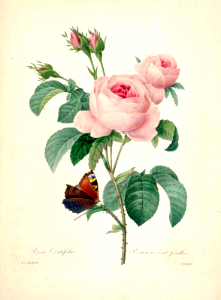 Provence rose, Cabbage rose, rose of one hundred petals. Rosa centifolia. Choix des plus belles fleurs -et des plus beaux fruits par P.J. Redouté. (1833). Free illustration for personal and commercial use.