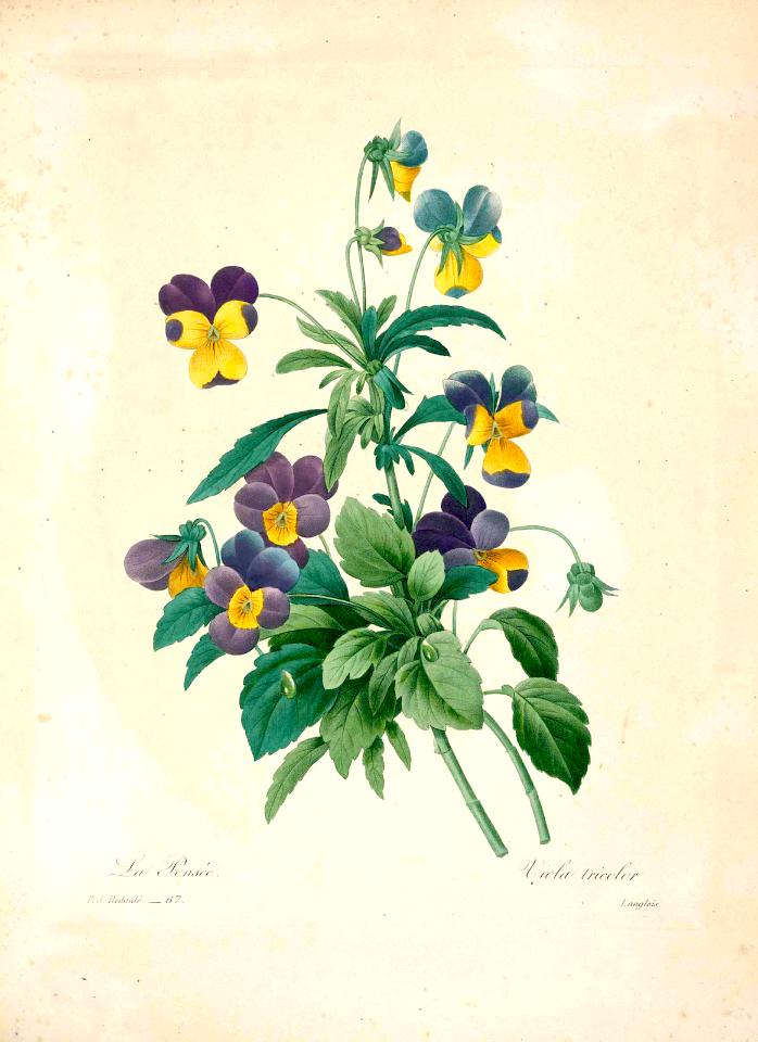 Heart’s ease, Love in Idleness (Viola tricolor), by P.J. Redouté (1833)