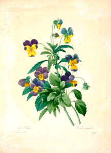 Heart’s ease, Love in Idleness (Viola tricolor), by P.J. Redouté (1833)