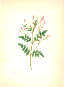 Spanish jasmine, Royal jasmine. Jasminum grandiflorum. Flowers carry a sweet, unique fragrance. Flowers converted into Jasmine Concrete and Jasmine Oleoresin (sold as Jasmine Absolute). Choix des plus belles fleurs… par P.J. Redouté. (1833)