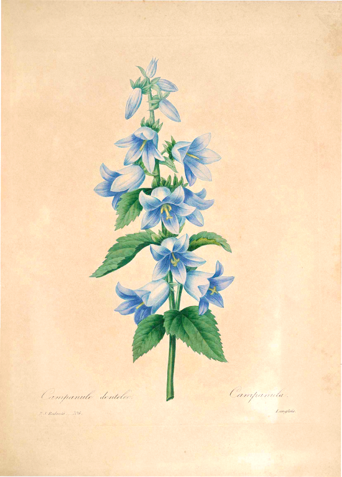 Bats in the belfry (Campanula trachelium)