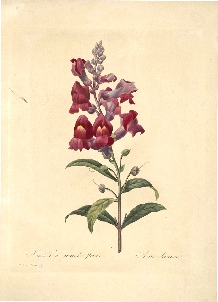 Snapdragon.  Antirrhinum majus. Choix des plus belles fleurs -et des plus beaux fruits par P.J. Redouté. (1833)