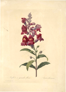 Snapdragon. Antirrhinum majus. Choix des plus belles fleurs -et des plus beaux fruits par P.J. Redouté. (1833). Free illustration for personal and commercial use.