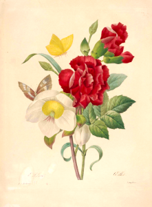 Christmas Rose (Hellebore niger) and Red Carnation (Dianthus caryophyllus).  Choix des plus belles fleurs -et des plus beaux fruits par P.J. Redouté. (1833)