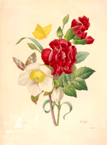 Christmas Rose (Hellebore niger) and Red Carnation (Dianthus caryophyllus). Choix des plus belles fleurs -et des plus beaux fruits par P.J. Redouté. (1833). Free illustration for personal and commercial use.