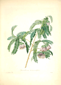 Cadia Purpurea Tree. Spaendoncea tamarindifolia. Choix des plus belles Find fleurs -et des plus beaux fruits par P.J. Redouté. (1833)