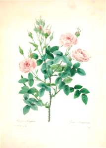 Rosier pompon. Rosa pomponia.  Choix des plus belles Find fleurs -et des plus beaux fruits par P.J. Redouté. (1833)