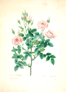 Rosier pompon. Rosa pomponia. Choix des plus belles Find fleurs -et des plus beaux fruits par P.J. Redouté. (1833). Free illustration for personal and commercial use.