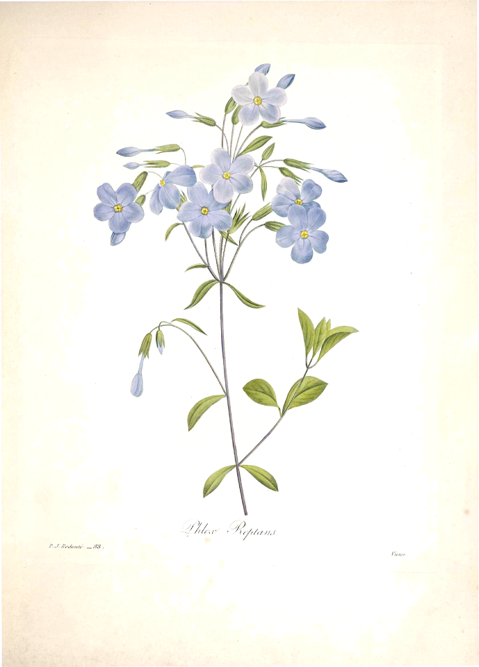 Crawling Phlox. Phlox reptans. Choix des plus belles Find fleurs -et des plus beaux fruits par P.J. Redouté. (1833)