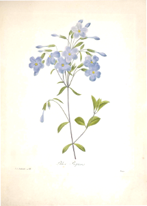 Crawling Phlox. Phlox reptans. Choix des plus belles Find fleurs -et des plus beaux fruits par P.J. Redouté. (1833)