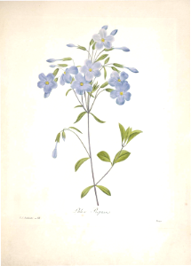 Crawling Phlox. Phlox reptans. Choix des plus belles Find fleurs -et des plus beaux fruits par P.J. Redouté. (1833). Free illustration for personal and commercial use.