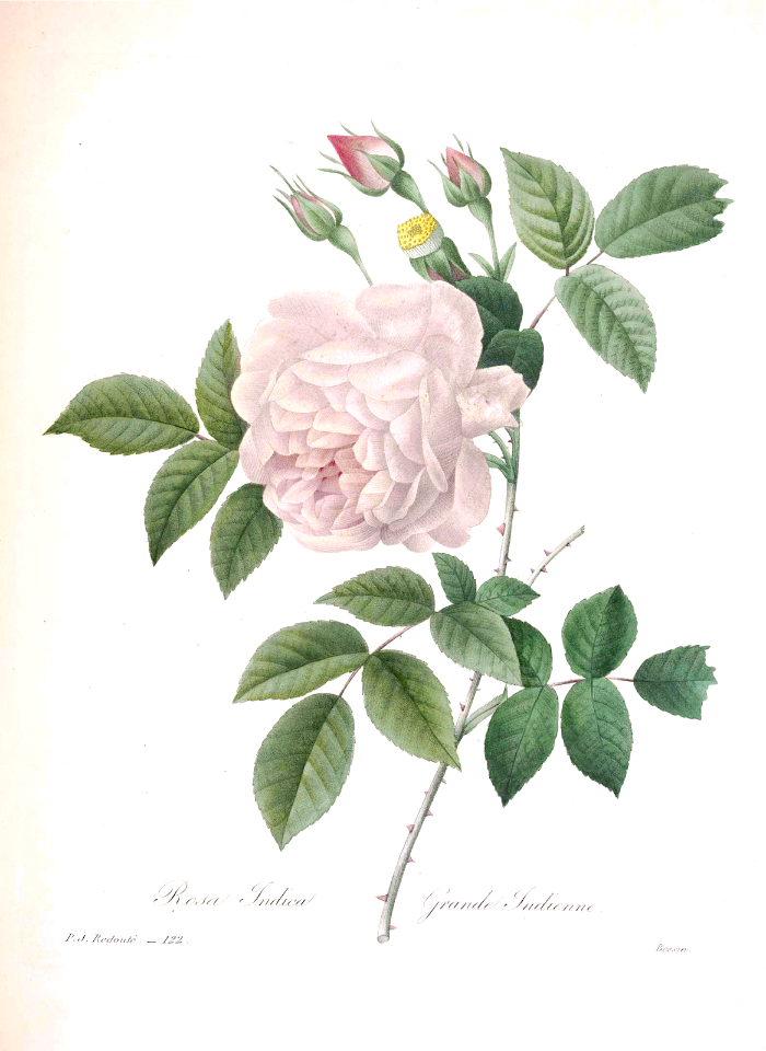 China Rose. Rosa chinensis [as Rosa indica]  Choix des plus belles fleurs -et des plus beaux fruits par P.J. Redouté. (1833)