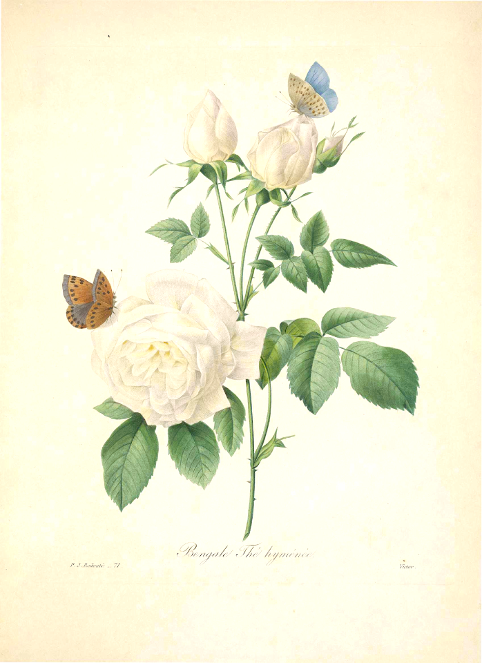 'Hyménée' rose, Bengal rose. Rosa chinensis var. semperflorens [as Rosa bengalensis] Choix des plus belles Rosa Bengale Fleurs -et des plus beaux fruits par P.J. Redouté. (1833)