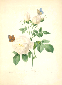 'Hyménée' rose, Bengal rose. Rosa chinensis var. semperflorens [as Rosa bengalensis] Choix des plus belles Rosa Bengale Fleurs -et des plus beaux fruits par P.J. Redouté. (1833). Free illustration for personal and commercial use.