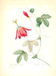 Red Passion Flower. Passiflora racemosa. Vivid red summer flowers to 5 inches across, on evergreen, 15+ foot vines. Choix des plus belles fleurs -et des plus beaux fruits par P.J. Redouté. (1833)