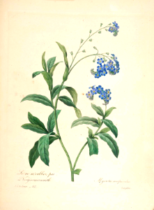 Water forget-me-not (Myosotis scorpioides). Redouté, P.J., Choix des plus belles fleurs et des plus beaux fruits, t. 112 (1833) [P.J. Redoute]