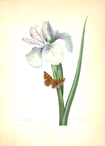 Spanish Iris. Iris xiphium. Florist favorite, for its wide range of colors. Choix des plus belles fleurs -et des plus beaux fruits par P.J. Redouté. (1833)