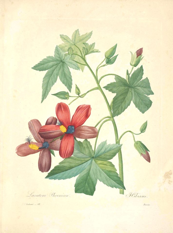 Tenerife tree mallow. Lavatera phoenicea. Showy, salmon-orange flowers  produce an amazing 80ml of nectar per flower, each day. Large shrub or small tree endemic to the Canary Islands. . Choix des plus belles fleurs… par P.J. Redouté. (1833)