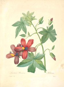 Tenerife tree mallow. Lavatera phoenicea. Showy, salmon-orange flowers  produce an amazing 80ml of nectar per flower, each day. Large shrub or small tree endemic to the Canary Islands. . Choix des plus belles fleurs… par P.J. Redouté. (1833)