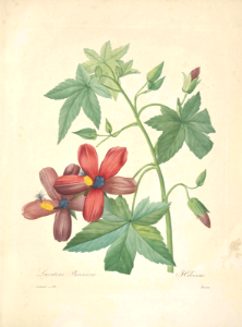 Tenerife tree mallow. Lavatera phoenicea. Showy, salmon-orange flowers produce an amazing 80ml of nectar per flower, each day. Large shrub or small tree endemic to the Canary Islands. . Choix des plus belles fleurs… par P.J. Redouté. (1833). Free illustration for personal and commercial use.