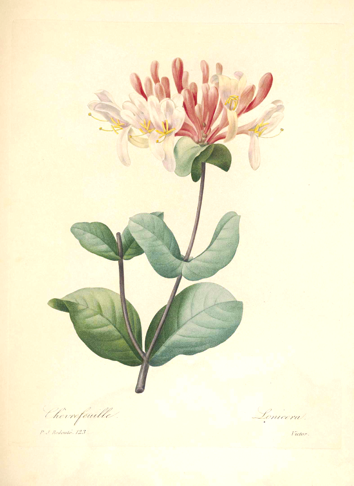 Goat-leaf honeysuckle, Italian honeysuckle. Lonicera caprifolia. Extremely fragrant, cream colored flowers, tinged in pink, on vigorous, 25+ foot tall vines. Choix des plus belles fleurs -et des plus beaux fruits par P.J. Redouté. (1833)