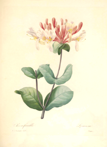 Goat-leaf honeysuckle, Italian honeysuckle. Lonicera caprifolia. Extremely fragrant, cream colored flowers, tinged in pink, on vigorous, 25+ foot tall vines. Choix des plus belles fleurs -et des plus beaux fruits par P.J. Redouté. (1833). Free illustration for personal and commercial use.